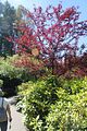 119 - Butchard Gardens  - IMG_1615
